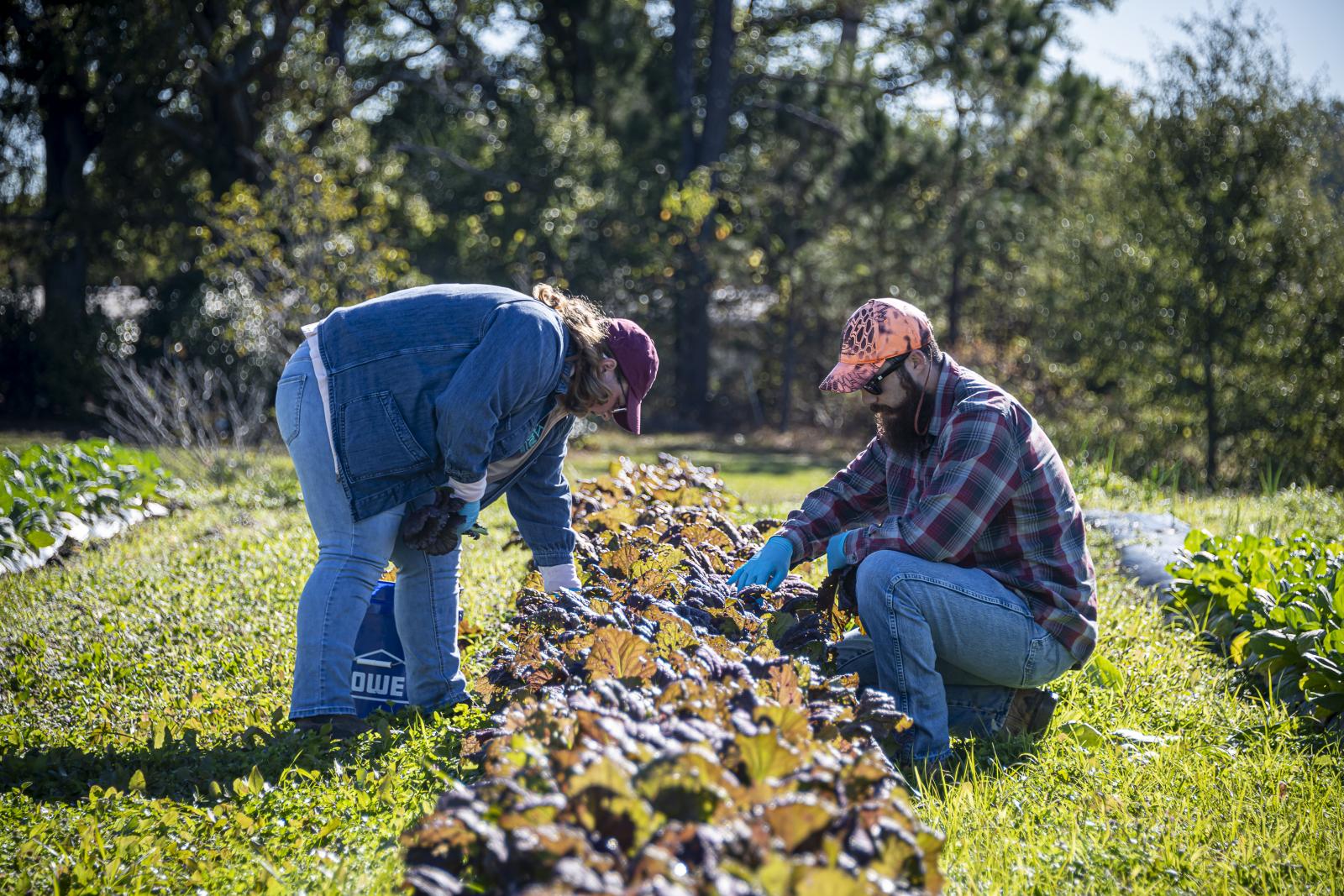 Two students working in garden