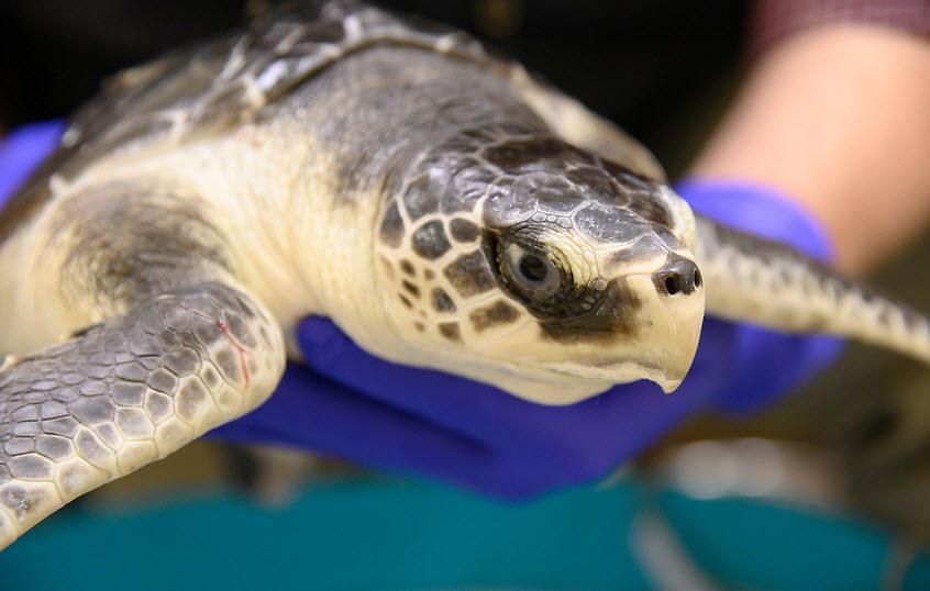 A sea turtle is pictured while under the care of Mississippi State’s College of Veterinary Medicine.