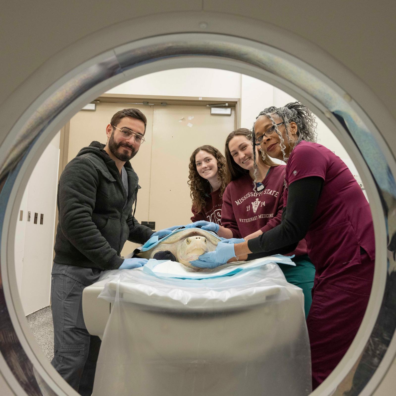Endangered sea turtles receive critical imaging at MSU’s College of Veterinary Medicine