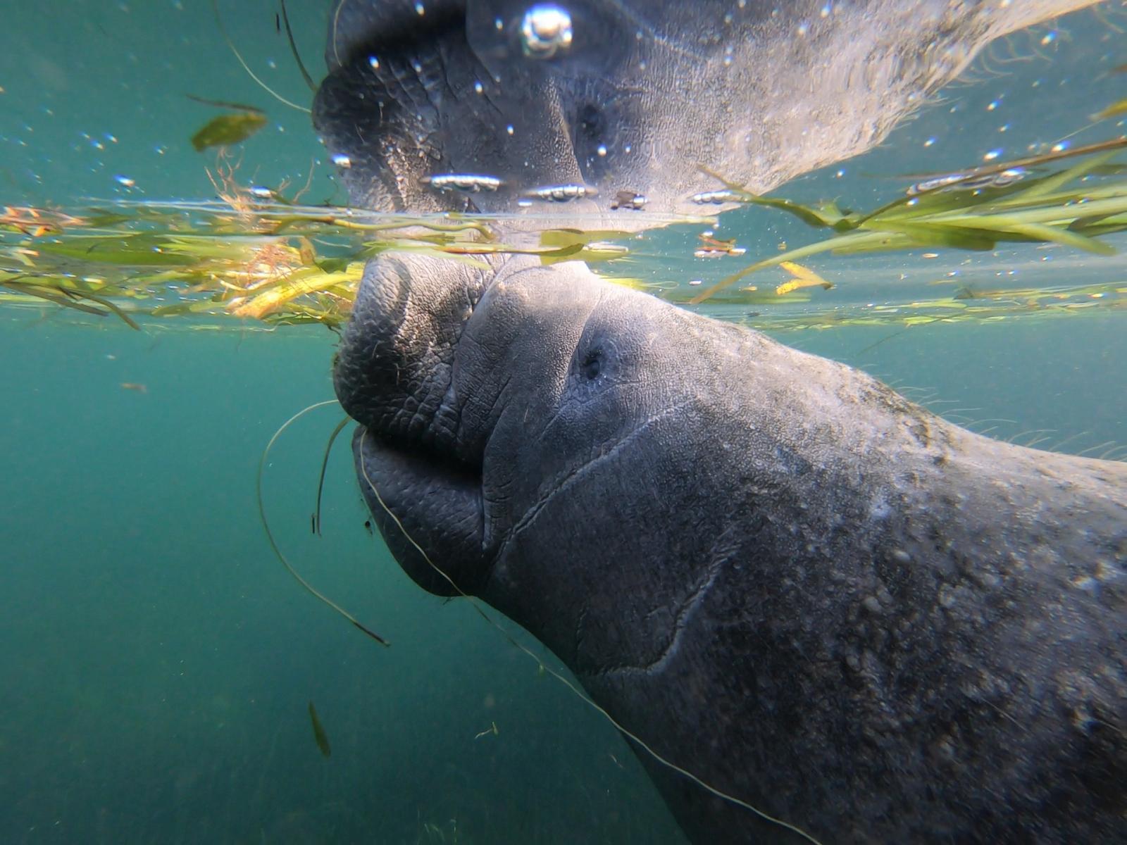 MSU scientist discovers manatees are not just cruisin’ the coast