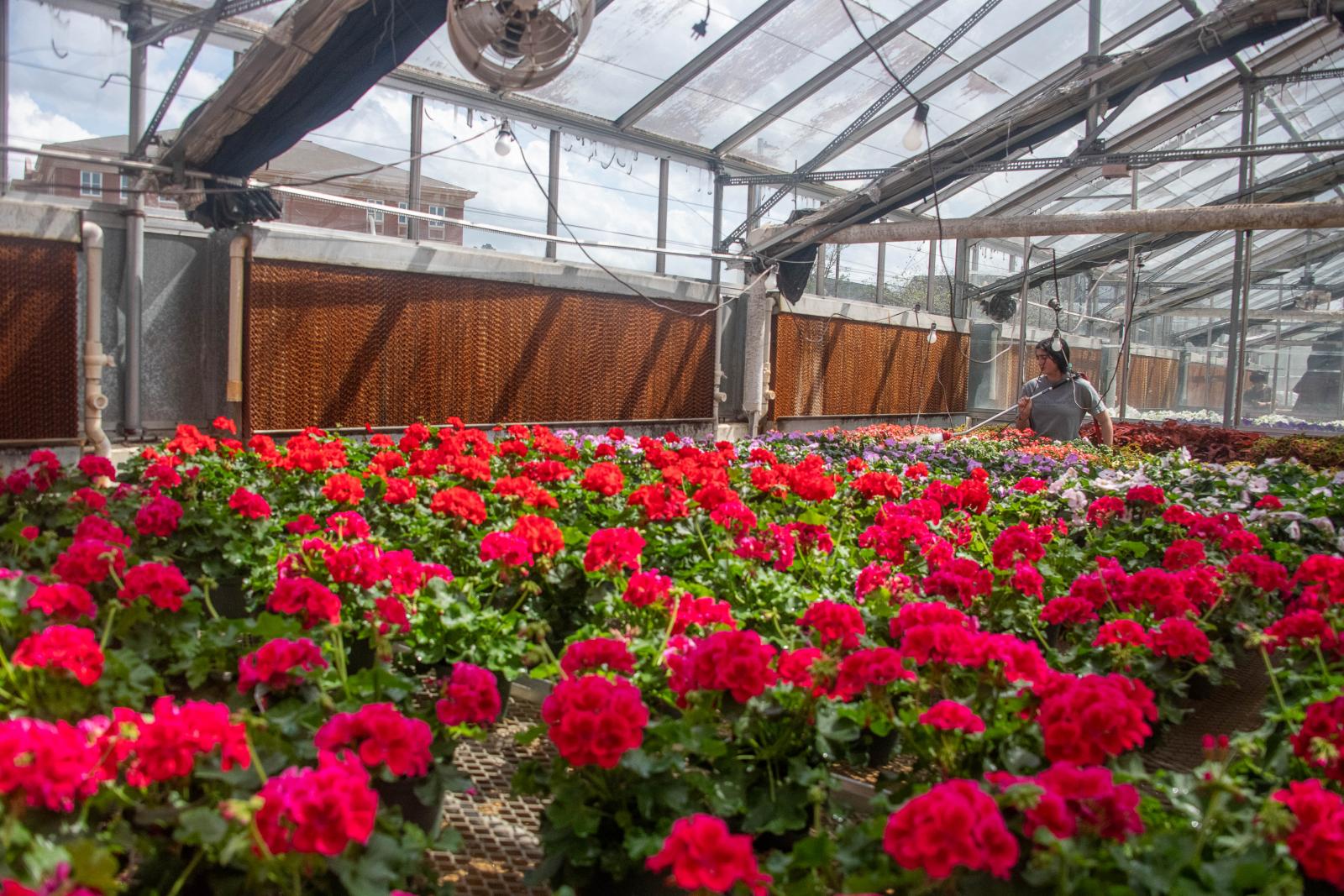 person taking care of flowers for plant sale