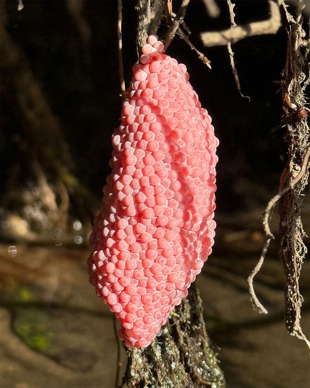 2026 Image of Research winner: 2nd Place: Jonah Nguyen, Ph.D. student in comparative biomedical sciences, “Neon Warning Signs.”