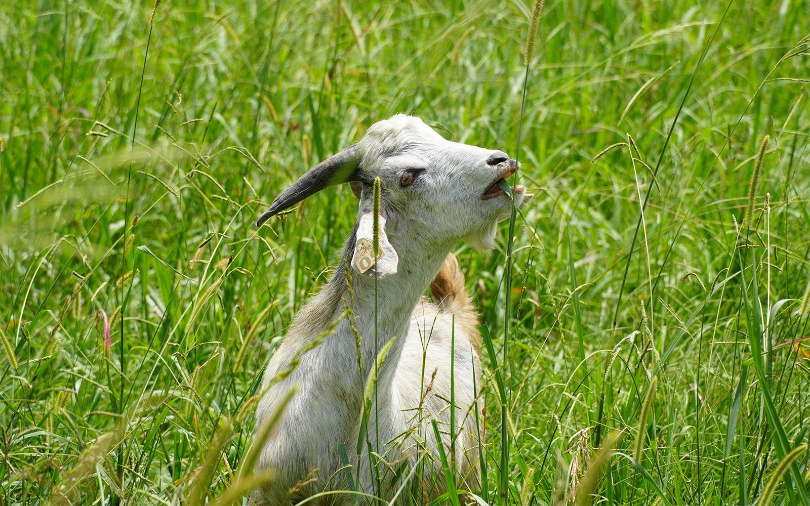 MSU announces 2026 Image of Research winners