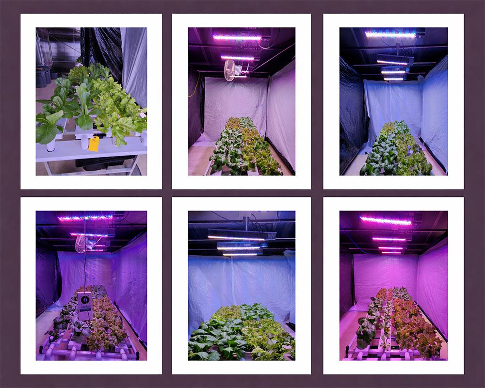 2026 Image of Research winner: People’s Choice: Olugbenga Agunbiade, Ph.D. student in plant and soil sciences, “Influence of Light Quality on Winter Greenhouse Lettuce Production.”