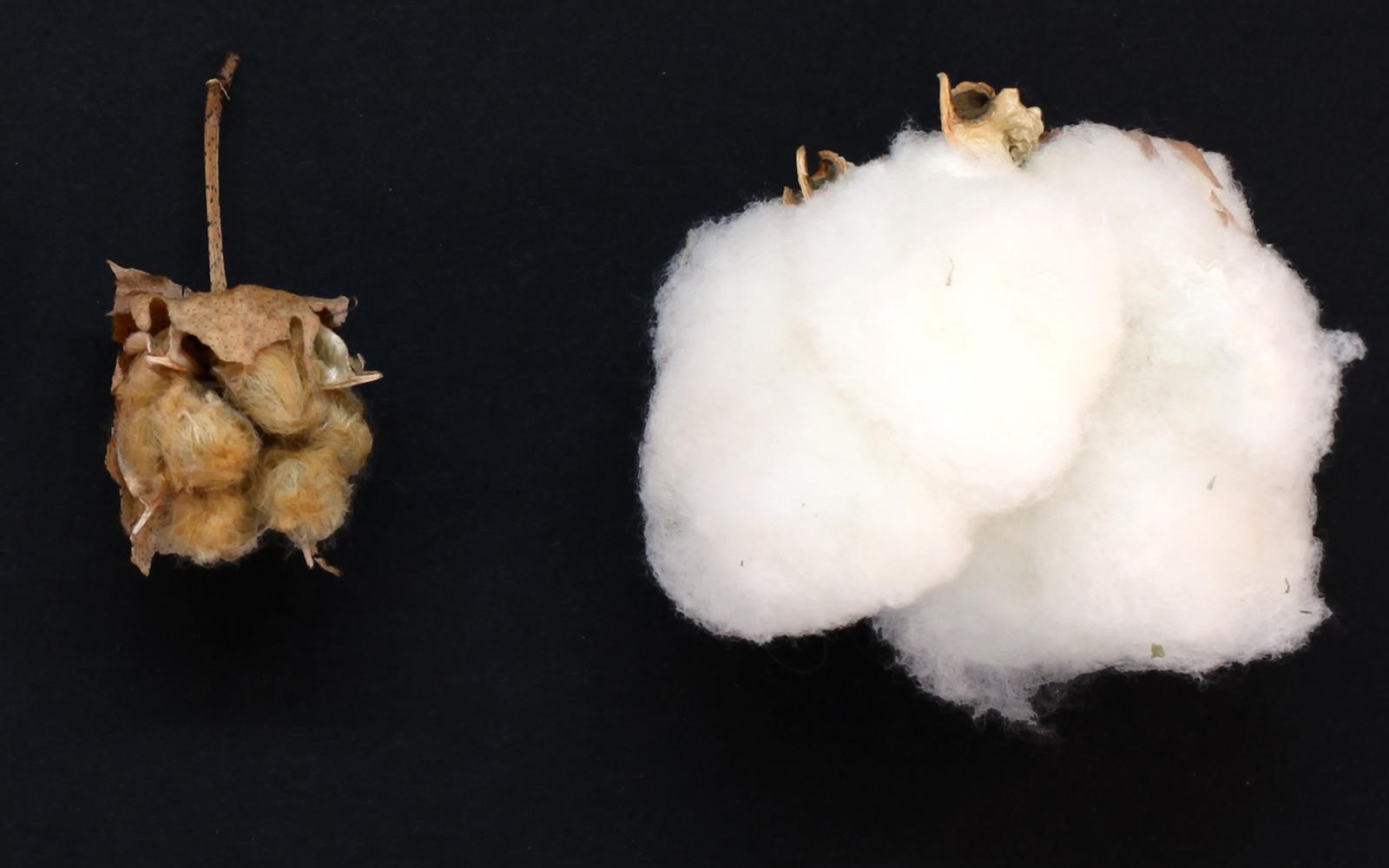 MSU scientists help verify origin of cotton’s domestication