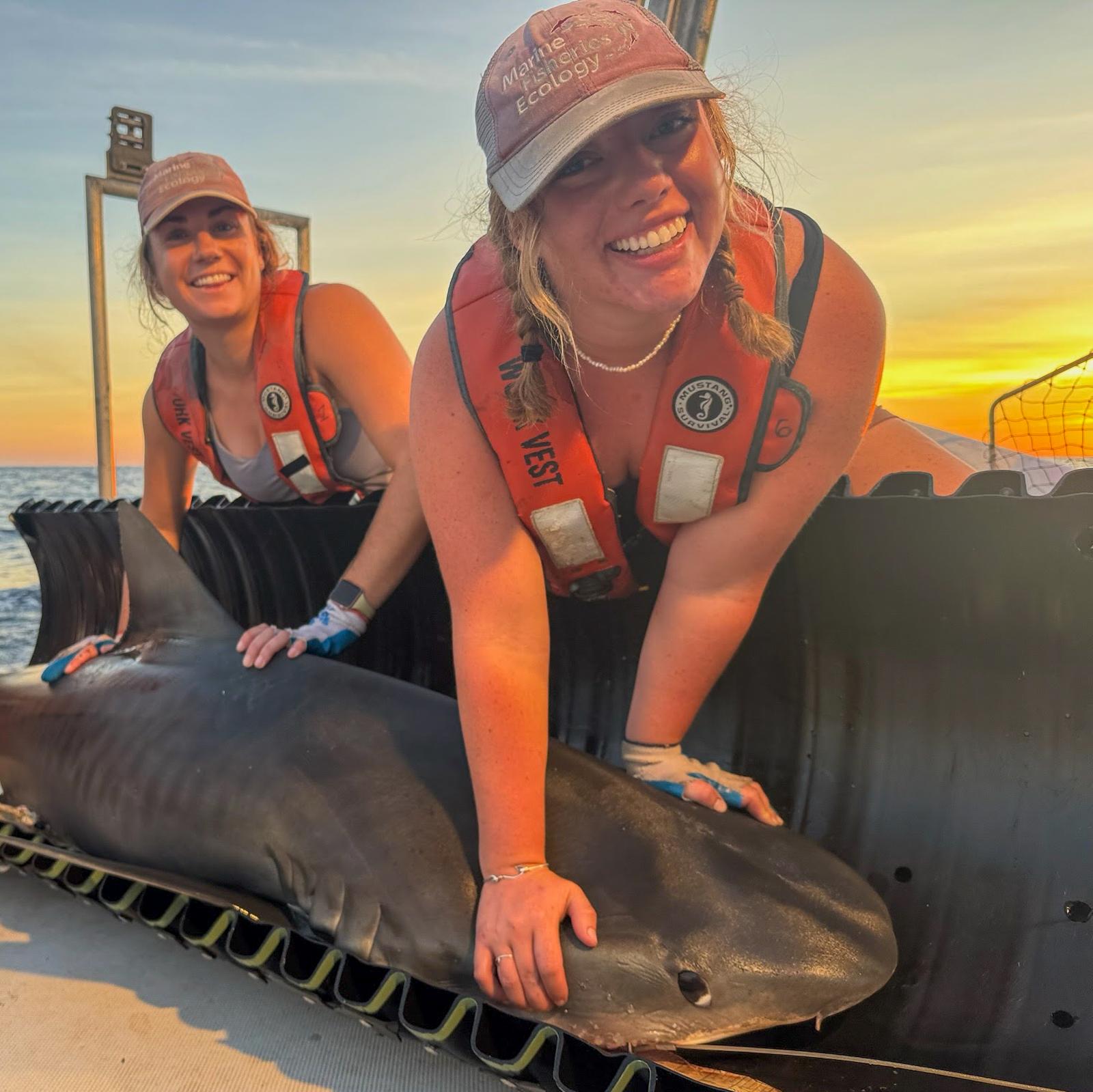 two Mississippi state graduate students study tiger shark